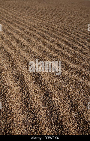 Una grande area è riempita con una copertura di chicchi di caffè di cui fuori ad asciugare al sole vicino a Pakse, Laos. Foto Stock
