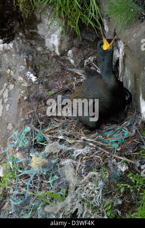 Nido da Marangone dal ciuffo con la vecchia rete da pesca in vita. Foto Stock