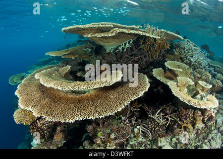 Reef ricoperta di coralli duri, Acropora sp., Ari Atoll, Maldive Foto Stock