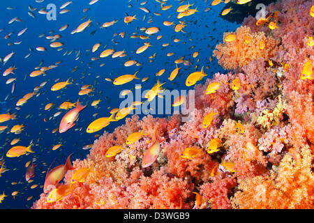 Secca di gioiello Basslet, Pseudanthias squamipinnis, Ari Atoll, Maldive Foto Stock