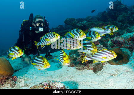 Scuba Diver e Sweetlips orientali, Plectorhinchus orientalis, Felidhu Atoll, Maldive Foto Stock