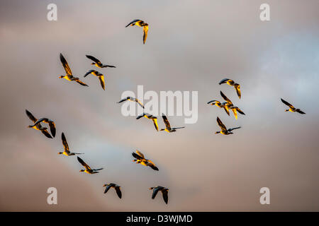 Oca Graylag, Grey Goose, Anser anser, nella formazione di volo. Foto Stock