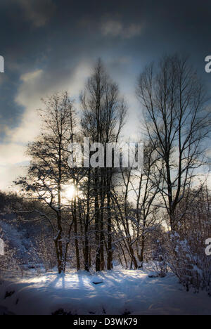 Un supporto di alberi in inverno neve e sole in impostazione della distanza, Foto Stock