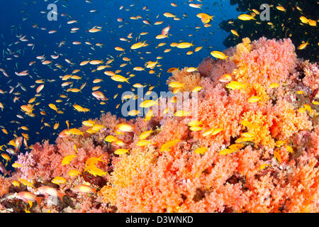 Secca di gioiello Basslet, Pseudanthias squamipinnis, Ari Atoll, Maldive Foto Stock