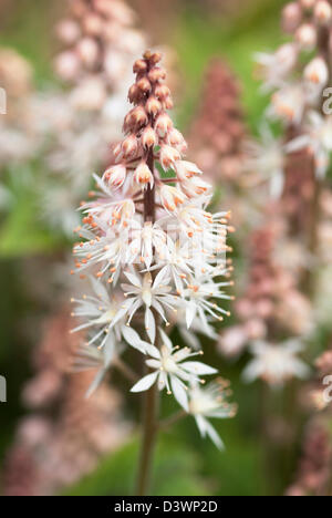 TIARELLA SINFONIA DI PRIMAVERA Foto Stock