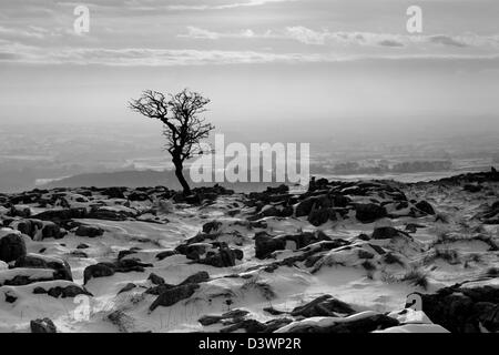 Un nevoso, inverno a vista di un albero sul marciapiede di calcare a Twistleton cicatrici, nel Yorkshire Dales National Park, Inghilterra Foto Stock