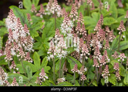 TIARELLA SINFONIA DI PRIMAVERA Foto Stock