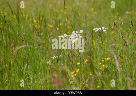 Fiore selvatico PRATO ESTATE Foto Stock