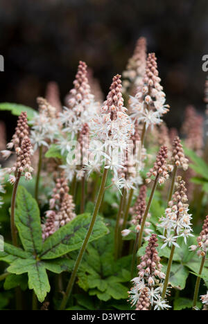 TIARELLA SINFONIA DI PRIMAVERA Foto Stock