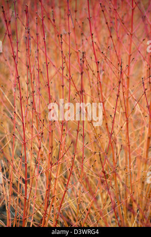 CORNUS SANGUINEA MIDWINTER FIRE Foto Stock