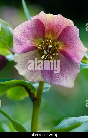 HELLEBORUS HYBRIDUS Foto Stock