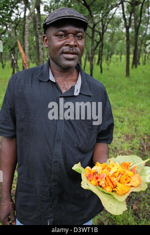 Uomo dello Zambia azienda raccolte a mano wild giallo arancione funghi colorati su grandi foglie verdi Foto Stock