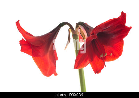 AMARYLLIS RED LION Foto Stock