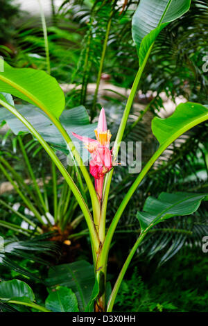 L'hotel Shangri-La Lobby,l'ala del giardino,Hotel 5 stelle,splendide orchidee, alberi Flower Visualizza,fioritura piante pensili Singapore Foto Stock