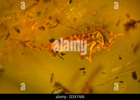 Ambra dominicana con insetti captive, vista macro di insetti congelati nel tempo Foto Stock