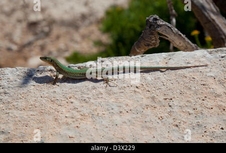 Il Maltese lucertola muraiola o filfola lizard, podarcis filfolensis Malta Foto Stock