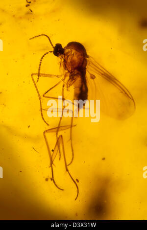 Ambra dominicana con insetti captive, vista macro di insetti congelati nel tempo Foto Stock