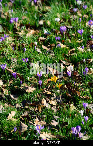 Viola Crocus bianco fioriture dei fiori che fioriscono in erba verde prato crescere tappeto crescente Foto Stock