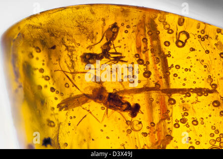 Ambra dominicana con insetti captive, vista macro di insetti congelati nel tempo Foto Stock