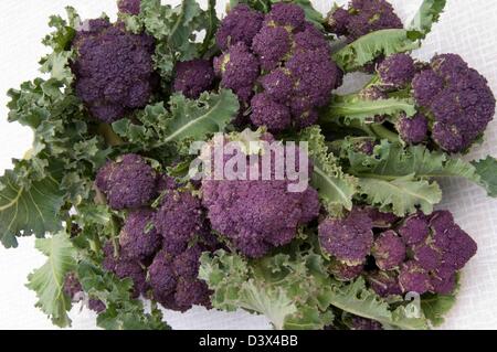 Viola BROCCOLETTI Brassica oleracea cv. prodotto raccolto nel recipiente Foto Stock