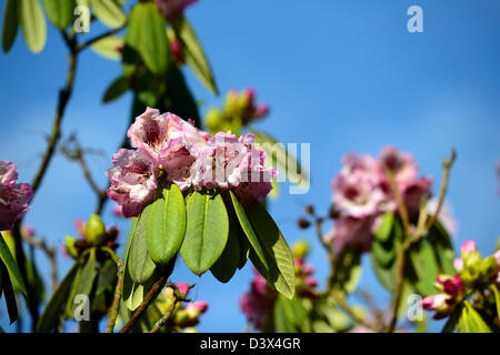 Rhododendron sutchuenense molla fiore rosa fiori fioriscono fiore sboccia coppia arbusti sempreverdi verde fogliame esce Foto Stock
