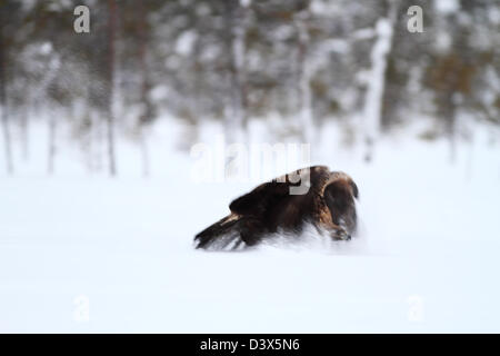 Aquila reale (Aquila chrysaetos) volare attraverso la neve. Fotografato in Västerbotten, Svezia Foto Stock