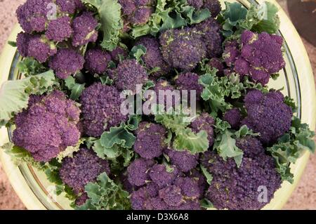 Viola BROCCOLETTI Brassica oleracea cv. prodotto raccolto nel recipiente Foto Stock