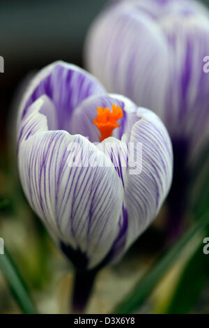 Crocus vernus pickwick molla closeup messa a fuoco selettiva ritratti vegetali viola rigato bianco venato petali di fiori di lampadine Foto Stock