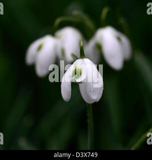 Galanthus ofelia snowdrop bucaneve inverno closeup impianto ritratti bianco verde marcature fioriture dei fiori fioriscono lampadina a molla Foto Stock