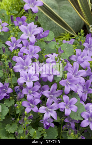 Campanula portenschlagiana 'Resholdt varietà dell' Foto Stock