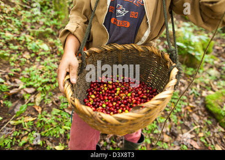 I membri della famiglia maturi raccolto i chicchi di caffè su un smallholding in Miraflores, parte della coltivazione del caffè altopiani del Nicaragua Foto Stock