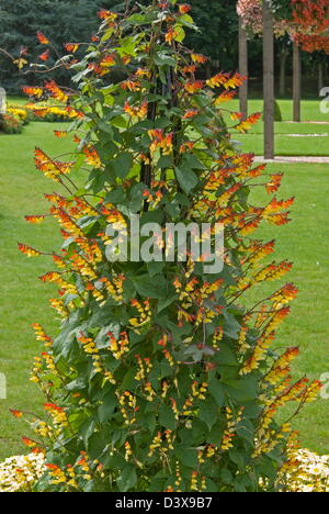 Bandiera spagnola (Ipomoea lobata) Syn. Mina lobata Foto Stock