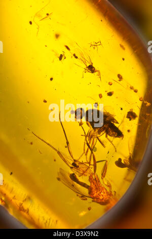 Ambra dominicana con insetti captive, vista macro di insetti congelati nel tempo Foto Stock