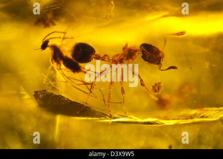 Ambra dominicana con insetti captive, vista macro di una formica e fly Foto Stock