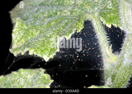 Acaro rosso o serra Acaro rosso (Tetranychus urticae) acari sulla loro belle pedate tra foglie di piante di cetriolo Foto Stock