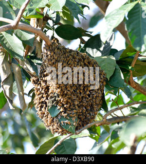 Honeybee sciame appeso su un ramo Foto Stock