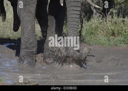 Foto di Africa, African Elephant Trunk schizzi in acqua fangosa Foto Stock