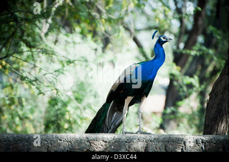 Peacock, Sohna, Haryana, India Foto Stock