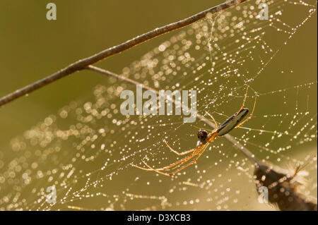 Spider facendo un web nella luce del mattino. Foto Stock