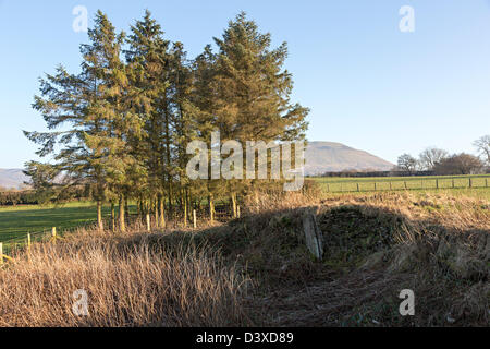 Danneggiato Penyrwrlodd long barrow parzialmente distrutta in Montagna Nera Wales UK Foto Stock