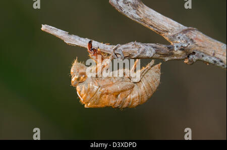 Immagine ravvicinata di vuoto guscio di Cicala Foto Stock