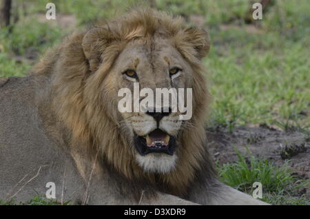 Foto dell'Africa,Leone maschio di fronte alla fotocamera Foto Stock