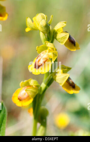 Yellow bee orchid Ophrys Lutea Foto Stock