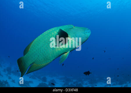 Napoleone Humpback Wrasse, Cheilinus undulatus, St. Johns Reef, Mar Rosso, Egitto Foto Stock