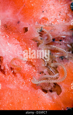 Spotted Snake Millipedes alimentano su fragola. (Blaniulus guttulatus) Foto Stock