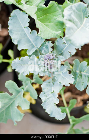 Primo piano della pianta broccolini in serra Foto Stock