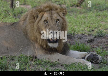 Foto dell'Africa,Leone maschio di fronte alla fotocamera Foto Stock