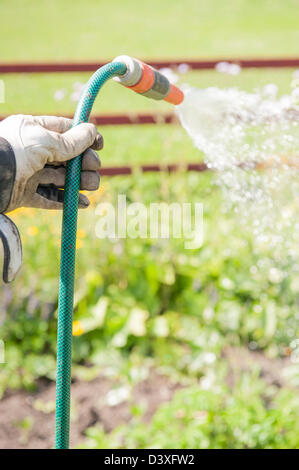 Uomo con guanti da lavoro tenendo un irrigatore e la spruzzatura di acqua su i suoi ortaggi e piante Foto Stock