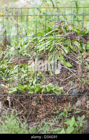 Riciclaggio di piante in un giardino compost Foto Stock