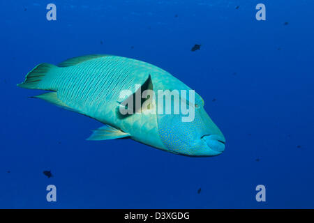 Napoleone Humpback Wrasse, Cheilinus undulatus, St. Johns Reef, Mar Rosso, Egitto Foto Stock